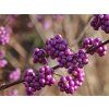 Krásnoplodka 'Issai'  Callicarpa dichotoma 'Issai'