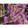 Krásnoplodka 'Issai'  Callicarpa dichotoma 'Issai'