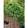 globosa nana2