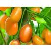 Kustovnice 'Amber Sweet Goji'  Lycium barbarum 'Amber Sweet Goji'