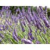 49401 1 49401 1 49401 1 levandule prostredni grosso lavandula x intermedia grosso
