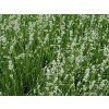 Levandule úzkolistá 'Alba' - Lavandula angustifolia  'Alba'  Lavandula angustifolia 'Alba'