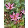 Liliovka srstnatá var. masamunei - Tricyrtis hirta var. masamunei  Tricyrtis hirta var. masamunei