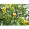 49677 1 49677 1 49677 1 49677 1 49677 1 liriodendron tulipifera tulip tree circa 80 100cms 6b8