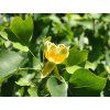 49677 49677 49677 49677 49677 liriodendron tulipifera