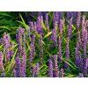 Liriope 'Big Blue' - Liriope muscari 'Big Blue'  Liriope muscari 'Big Blue'