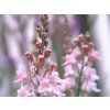 Lnice nachová 'Canon J. Went' - Linaria purpurea 'Canon J. Went'  Linaria purpurea 'Canon J. Went'