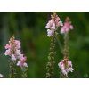Linaria purpurea 'Canon J. Went' (2)