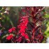 Lobelia Queen Victoria