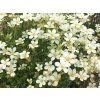 49878 lomikamen arendsuv carpet white saxifraga x arendsii carpet white