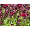 Lomikámen Arendsův 'Peter Pan' - Saxifraga x arendsii 'Peter Pan'  Saxifraga x arendsii 'Peter Pan'