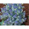 blue hobit