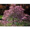 Magnolie 'Betty'  Magnolia 'Betty'