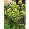 Magnolie 'Daphne'  Magnolia 'Daphne'