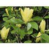 Magnolie 'Daphne'  Magnolia 'Daphne'