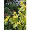 Magnolie 'Daphne'  Magnolia 'Daphne'