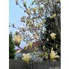 50298 1 magnolie elizabeth