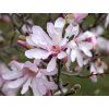 Magnolie 'Leonard Messel'  Magnolia 'Leonard Messel'