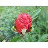 50505 1 mak vychodni beauty of livermere papaver orientalis beauty of livermere