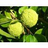 pomifera 4