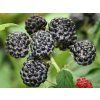 50547 2 50547 2 50547 2 black jewel
