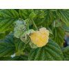 Rubus Golden Queen