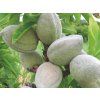 Mandloň 'Garden Prince'  Prunus amygdalus 'Garden Prince'