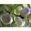 Mandloň 'Texas'  Prunus amygdalus ´Texas´