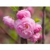 Prunus triloba (1)