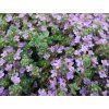 Mateřídouška úzkolistá 'Elfin' - Thymus serpyllum 'Elfin'  Thymus serpyllum 'Elfin'