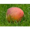 Meruňka 'Farbaly'  Prunus armaniaca 'Farbaly'