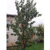 Meruňka 'Farbaly'  Prunus armaniaca 'Farbaly'