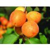 Meruňka 'Veharda'  Prunus armeniaca 'Veharda'