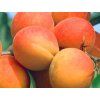Meruňka 'Veharda'  Prunus armeniaca 'Veharda'