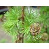 Modřín Kaempferův 'Stiff Weeping'  Larix kaempferi 'Stiff Weeping'