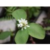 Muchovník 'Sultana'  Amelanchier 'Sultana'
