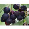 52419 1 52419 1 52419 1 52419 1 52419 1 muchovnik olsolisty honeywood