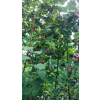 9f3fe816ca75d737