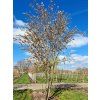 Muchovník hladký 'Snowflakes'  Amelanchier laevis 'Snowflakes'
