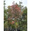 Amelanchier Robin Hill