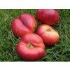 Nektarinka 'Flateryna'  Prunus persica 'Flateryna'