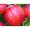 Nektarinka 'Super Queen'  Prunus persica ´Super Queen´