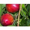 Nektarinka 'Super Queen'  Prunus persica ´Super Queen´