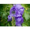 Oměj Carmichaelův 'Arendsii' - Aconitum x arendsii  Aconitum x arendsii