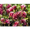 Aquilegia vulgaris 'Winky Red and White Double' (2)