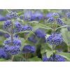Ořechokřídlec klandonský 'Heavenly Blue'  Caryopteris x clandonensis 'Heavenly Blue'