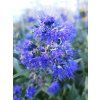Ořechokřídlec klandonský 'Heavenly Blue'  Caryopteris x clandonensis 'Heavenly Blue'