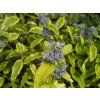 Ořechokřídlec klandonský 'Summer Sorbet'  Caryopteris x clandonensis 'Summer Sorbet'
