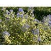 Ořechokřídlec klandonský 'Summer Sorbet'  Caryopteris x clandonensis 'Summer Sorbet'