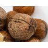 Ořešák 'Apollo'  Juglans regia 'Apollo'